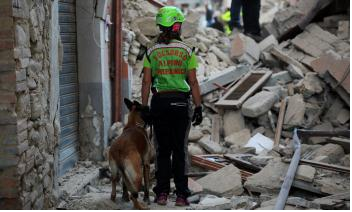 Una rete di sicurezza: i medici veterinari uniti per la gestione delle emergenze